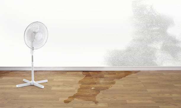Best Flood damage cleanup  in White Knoll, SC